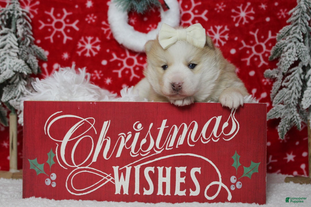 Pomsky dogs for sale: Shasta  - Ad 9