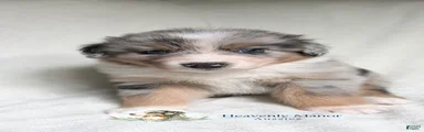 Bandit - Male