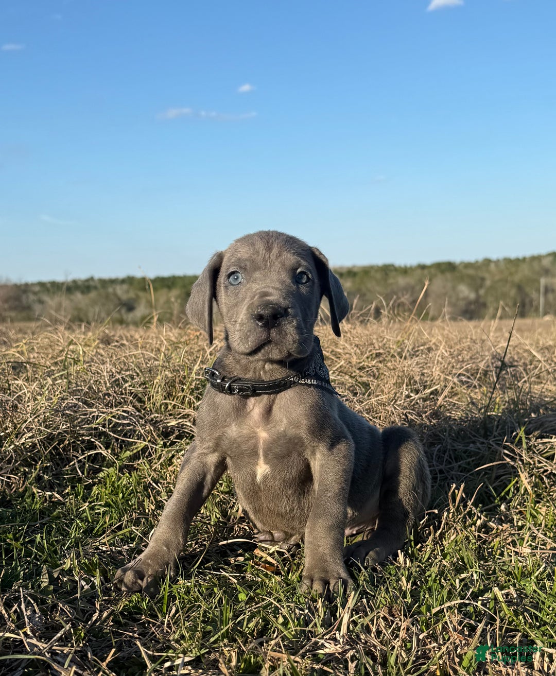 Great Dane dogs for sale: Big & Blue Dakota  - Ad 5