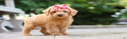 Schnoodle dogs for sale: Maple - Ad 3