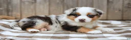 Australian Shepherd dogs for sale: Rover - Ad 5