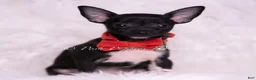 Chihuahua dogs for sale: Tiny Chico - Ad 4