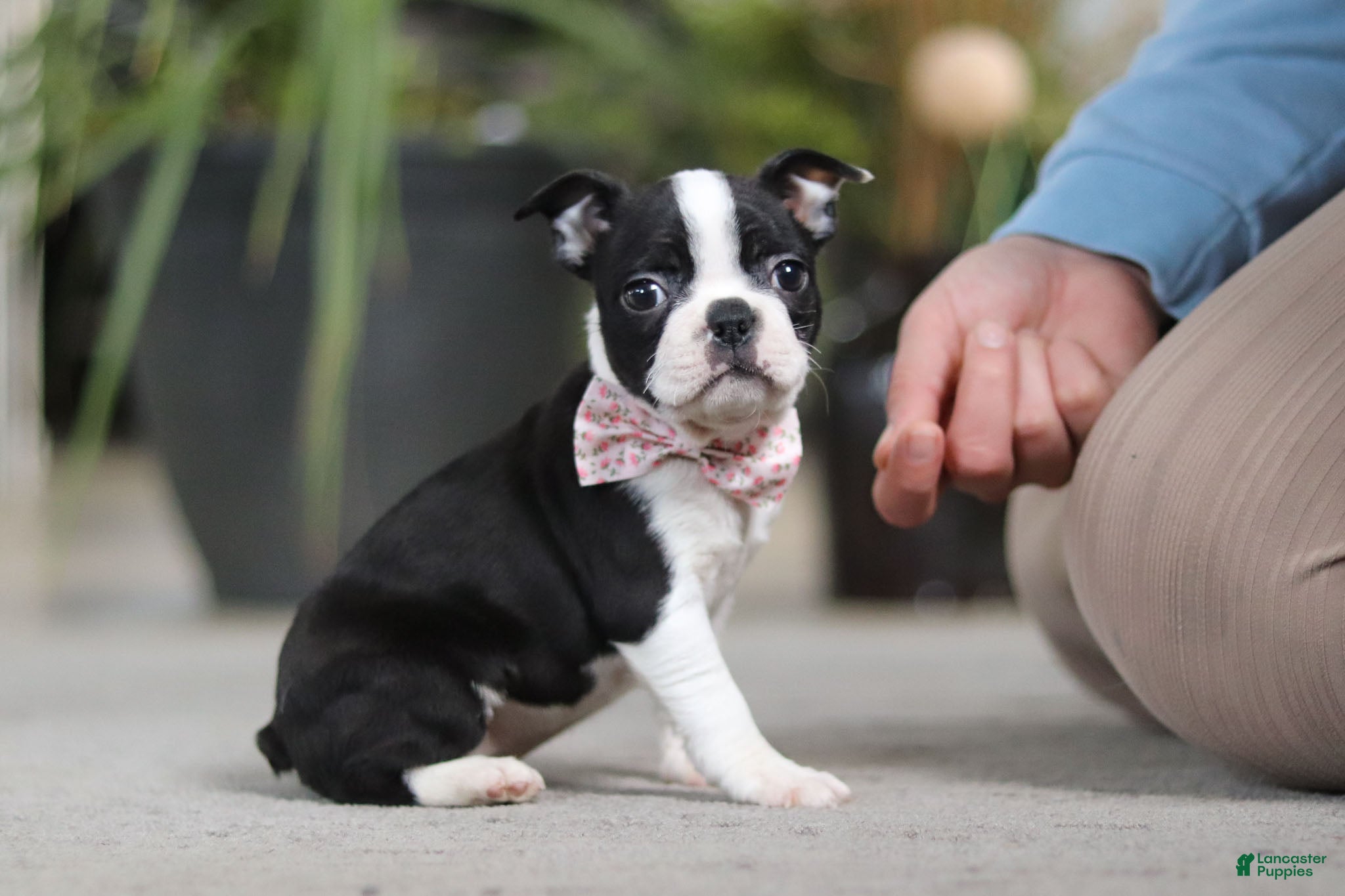 Boston Terrier dogs Shannon - Ad 2
