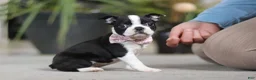 Boston Terrier dogs for sale: Shannon - Ad 2