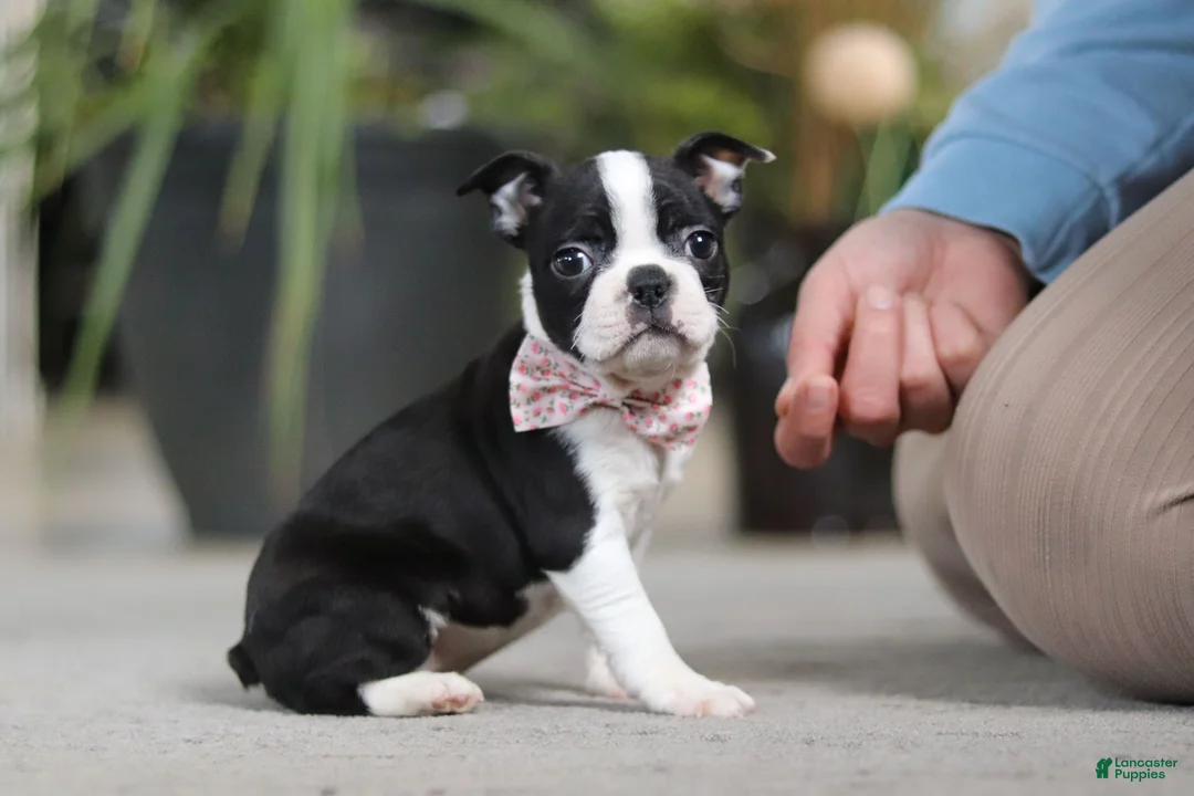 Boston Terrier dogs for sale: Shannon - Ad 2