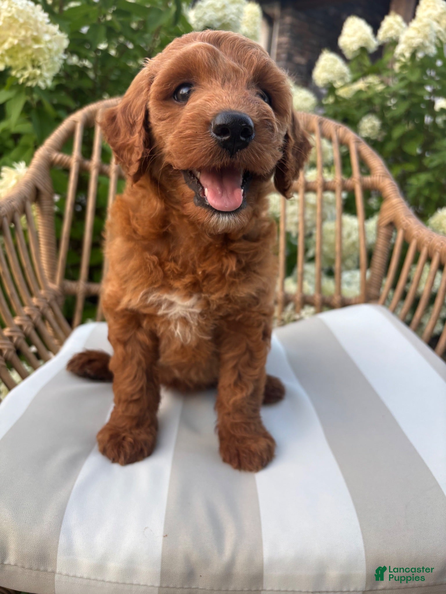 Mini Goldendoodle dogs Millie - Ad 2