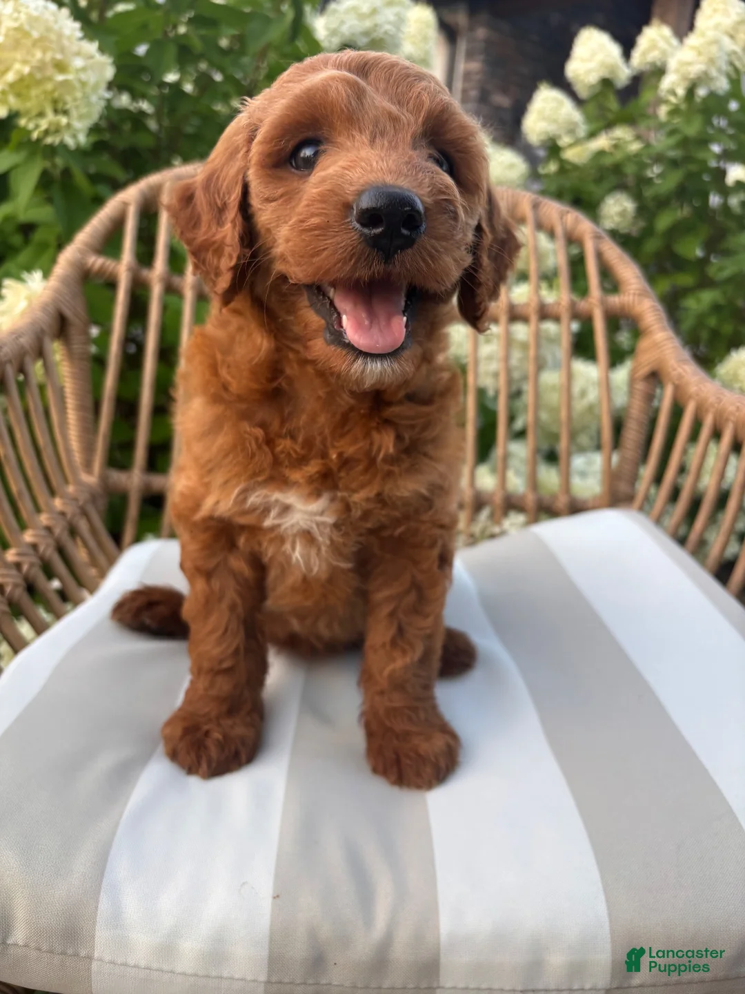 Mini Goldendoodle dogs for sale: Millie - Ad 2
