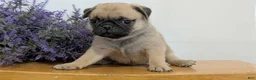 Pug dogs for sale: Namor - Ad 7