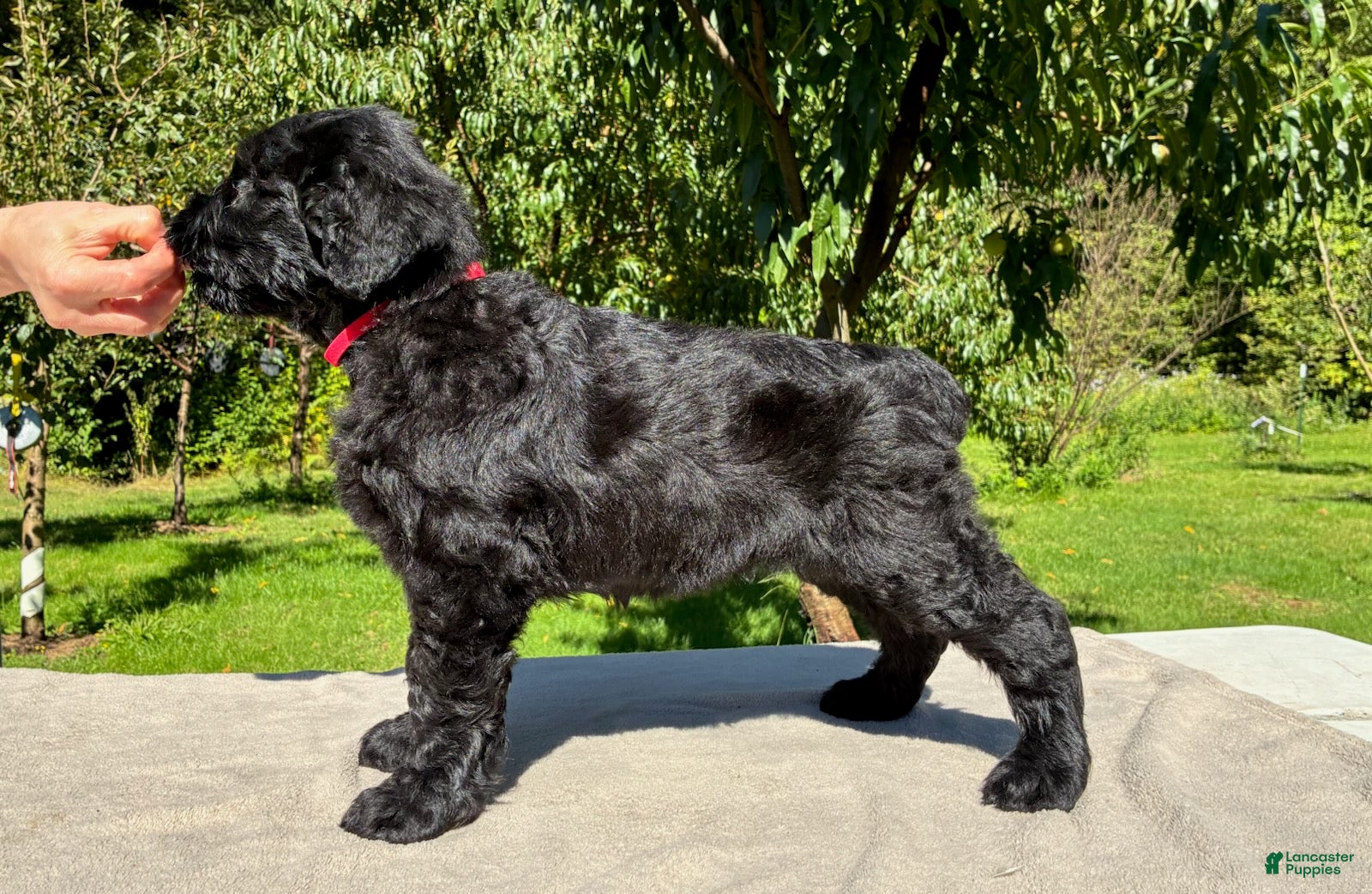 Black Russian Terrier dogs Girl 2 - Ad 2