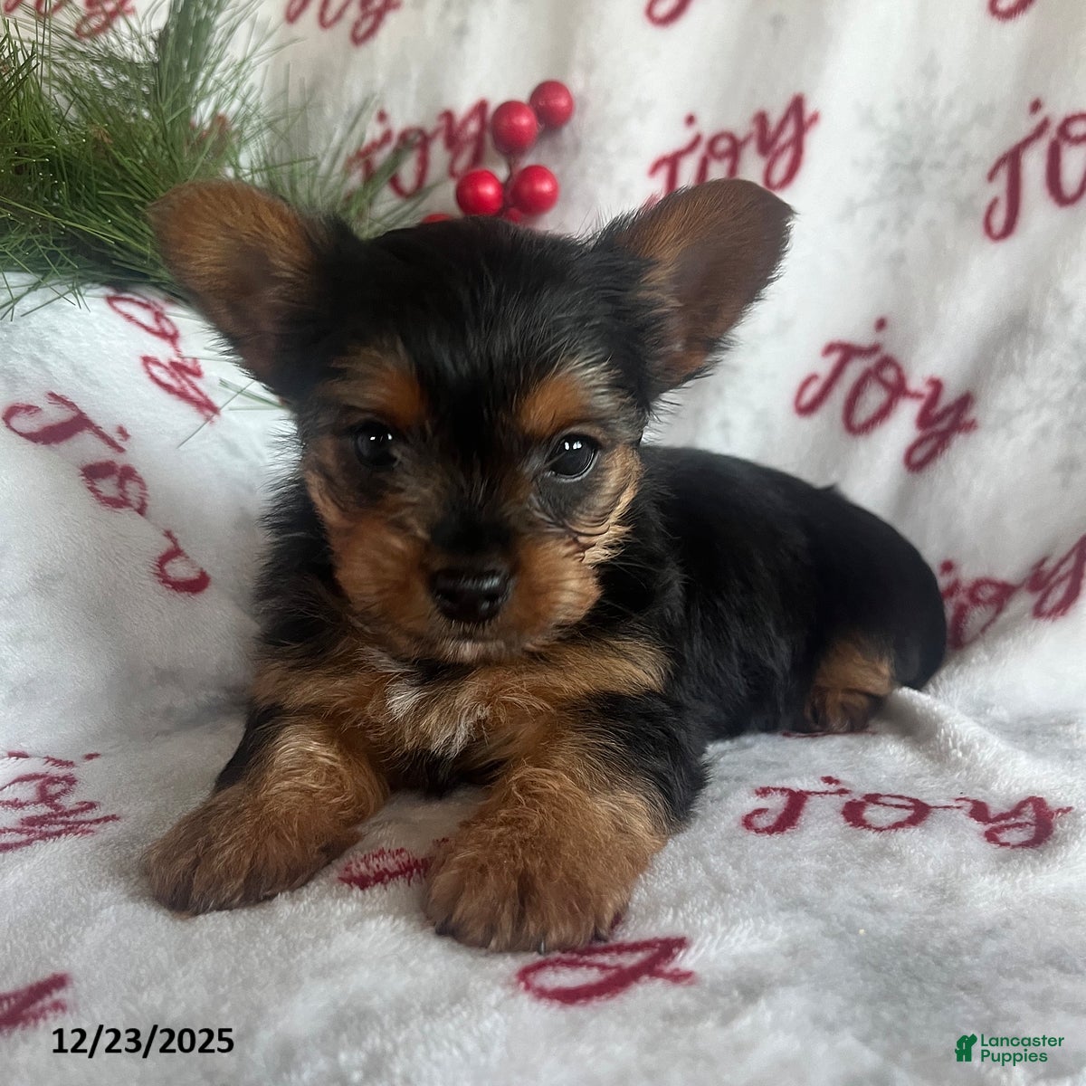 Yorkiepoo dogs Banjo - Ad 15