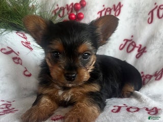 Yorkiepoo dogs Banjo - Ad 15