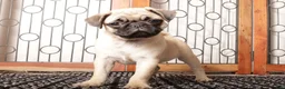 Pug dogs for sale: Willa - Silly Female Pug  - Ad 4