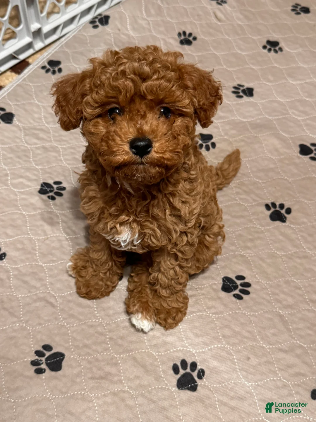 Gallery Image {{count}}