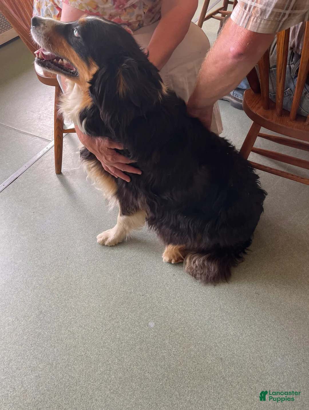 Australian Shepherd dogs for sale: Archer - Ad 9