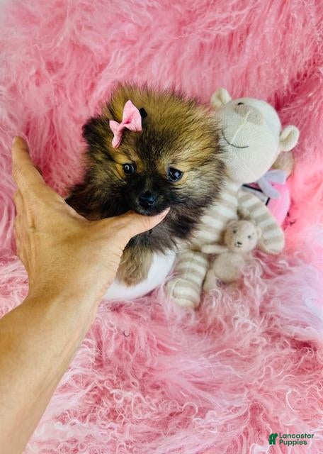 Pomeranian dogs Pomeranian 2 - Ad 2