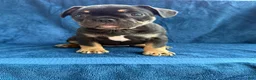 French Bulldog dogs for sale: Frankie - Ad 5