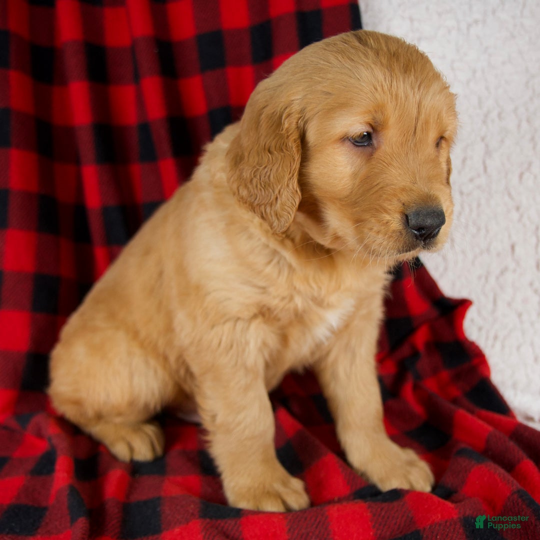 Golden Retriever dogs for sale: Titan - Ad 3
