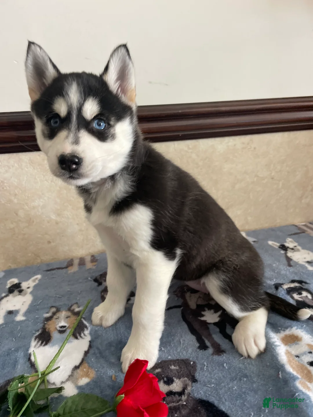 Pomsky dogs for sale: Monica - Ad 1