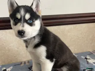 Pomsky dogs Monica - Ad 30