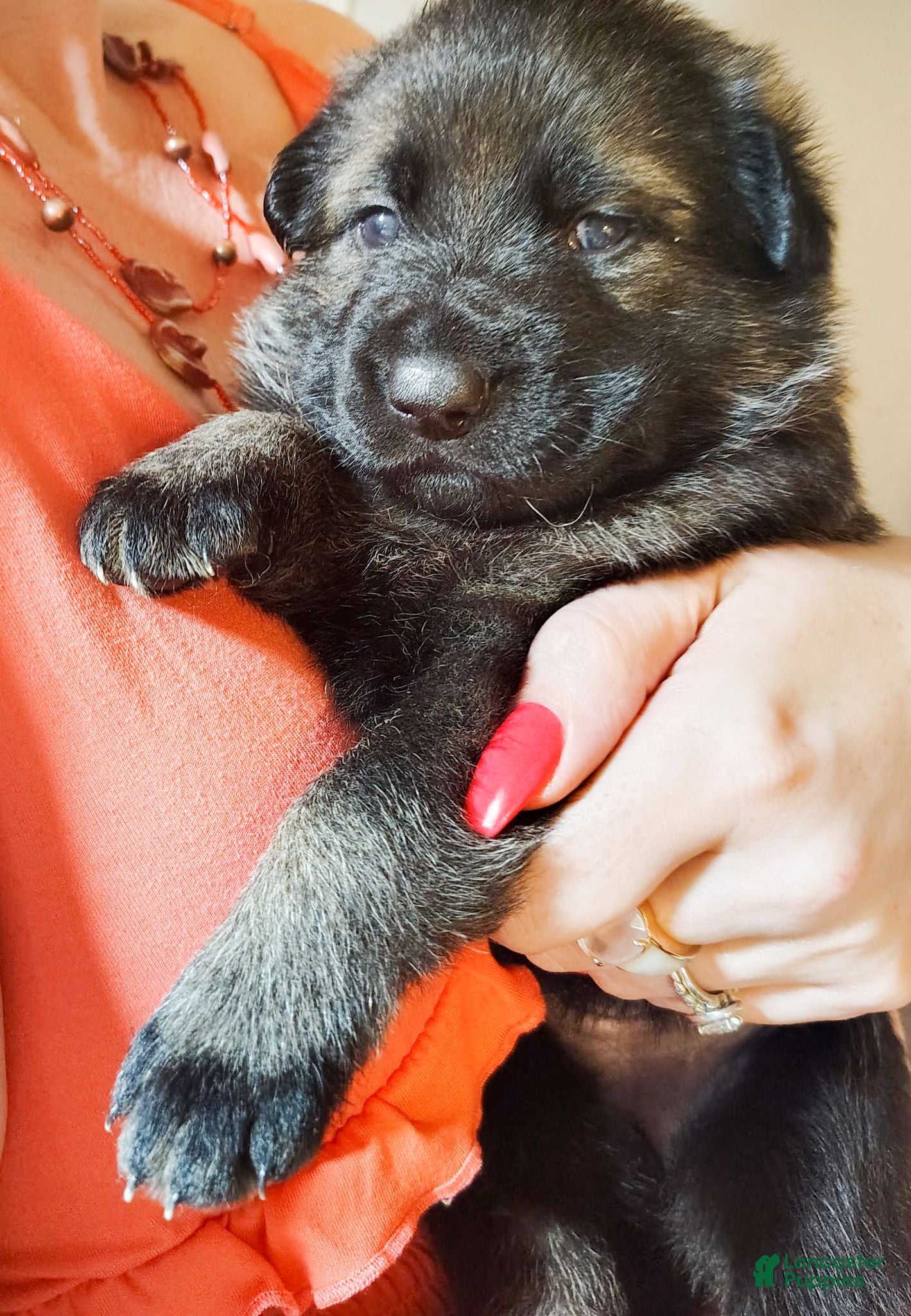 German Shepherd dogs AKC German Shepherd Puppy 1 - Ad 2