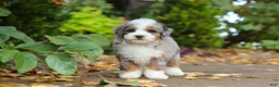 Mini Bernedoodle dogs for sale: Paris - Ad 7