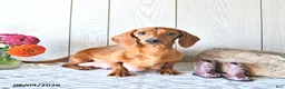 Miniature Dachshund dogs for sale: Ronny - Ad 6