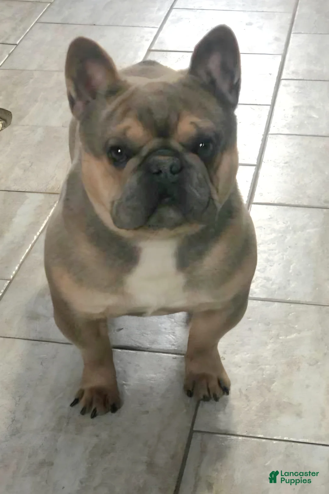 French Bulldog dogs for sale: Romeo - Ad 11