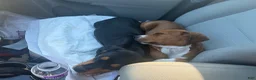 Mixed Breed dogs for sale: Butch - Ad 3