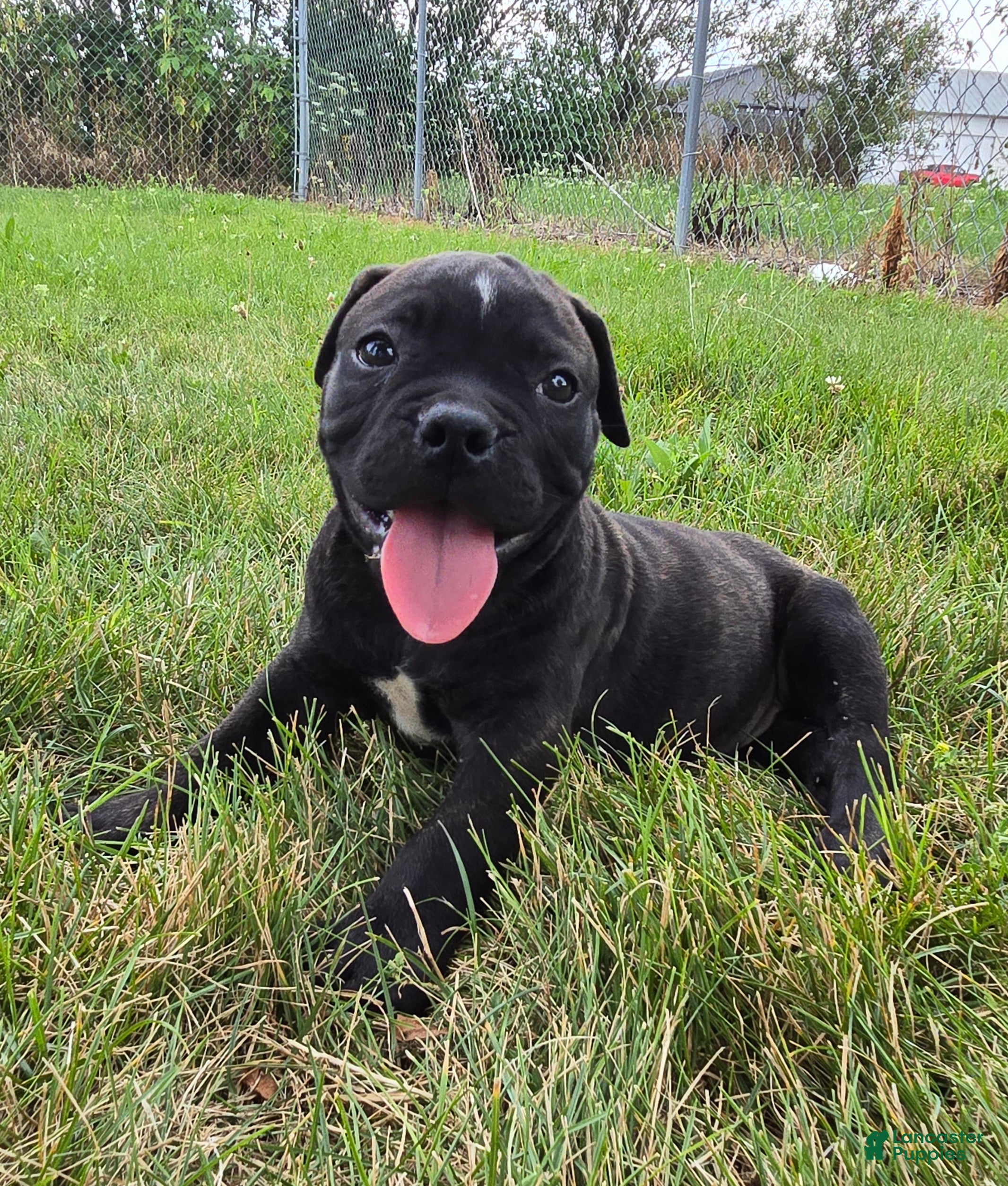 Olde English Bulldogge dogs Dennis - Ad 1
