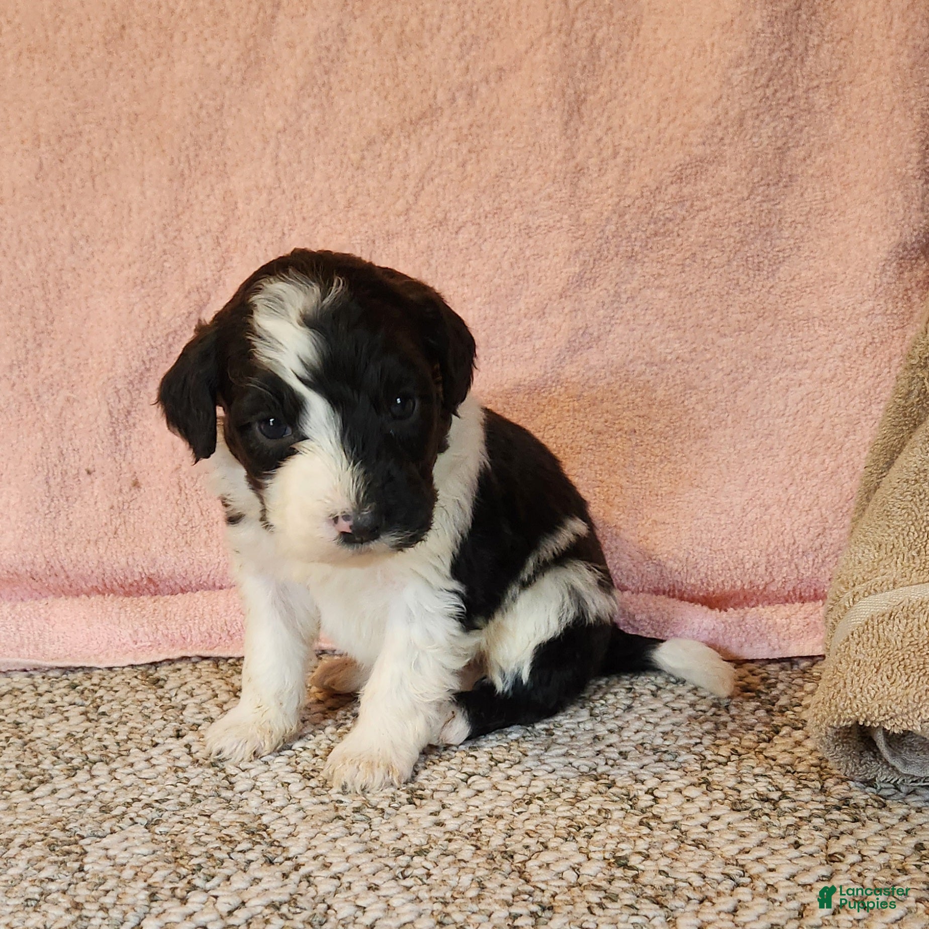 Portuguese Water Dog dogs Rocky - Ad 27