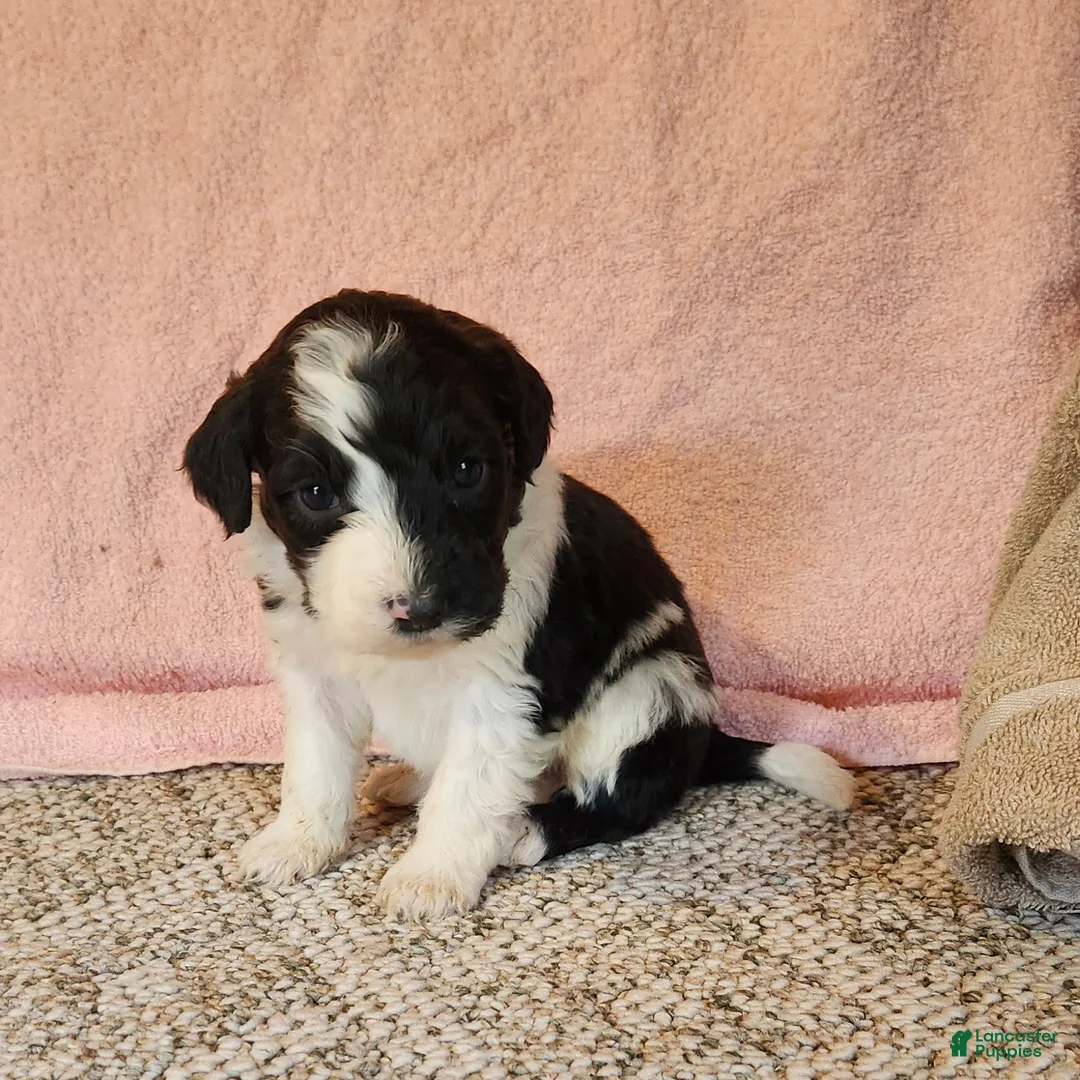 Portuguese Water Dog dogs for sale: Rocky - Ad 1