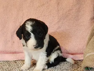 Portuguese Water Dog dogs Rocky - Ad 27