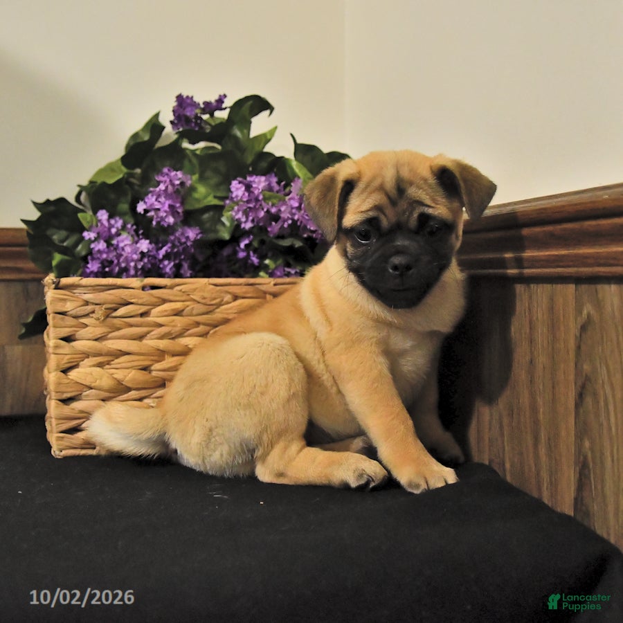 Mixed Breed dogs Sunflower - Ad 2
