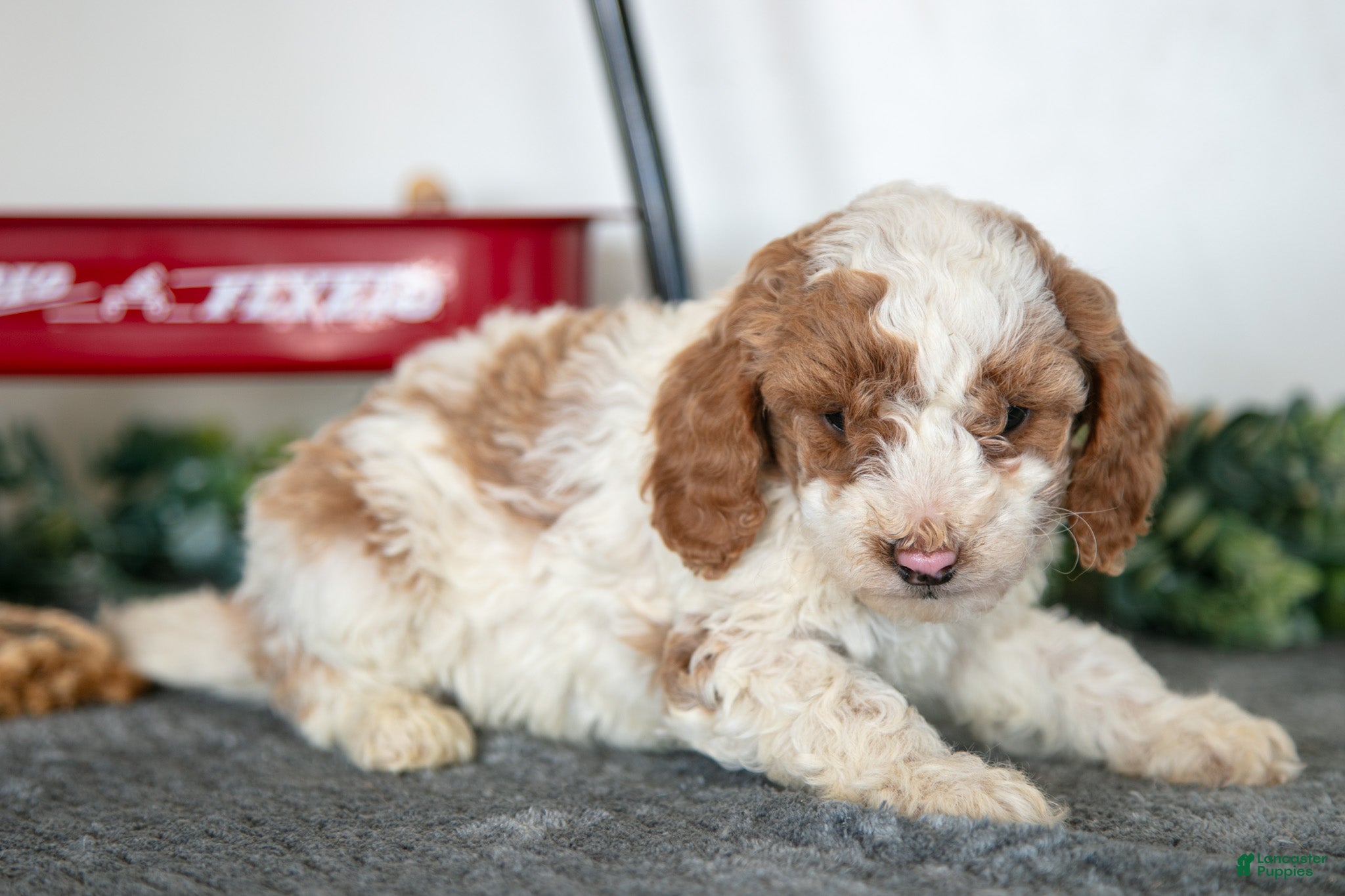 Miniature Poodle dogs Frida - Ad 2