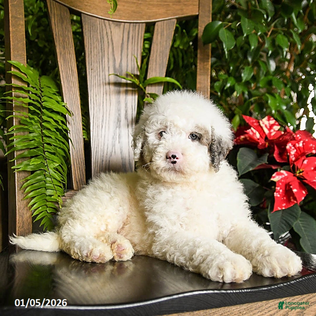 Mini Bernedoodle dogs for sale: Titian - Ad 4