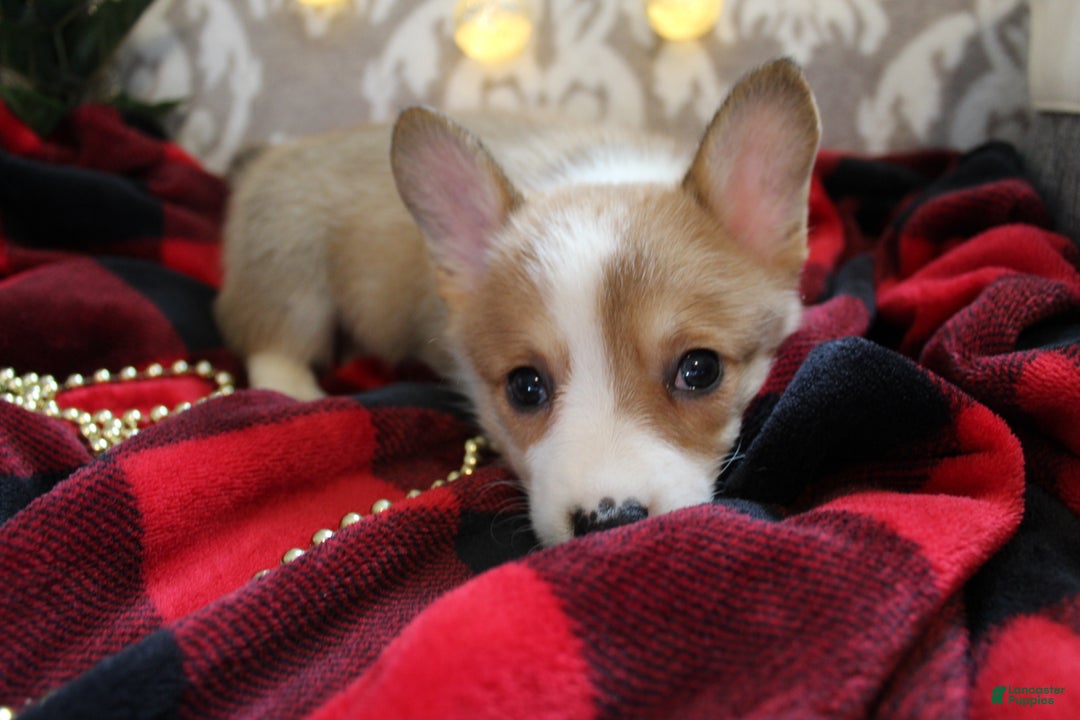 Welsh Corgi Pembroke dogs for sale: Snowflake  - Ad 9