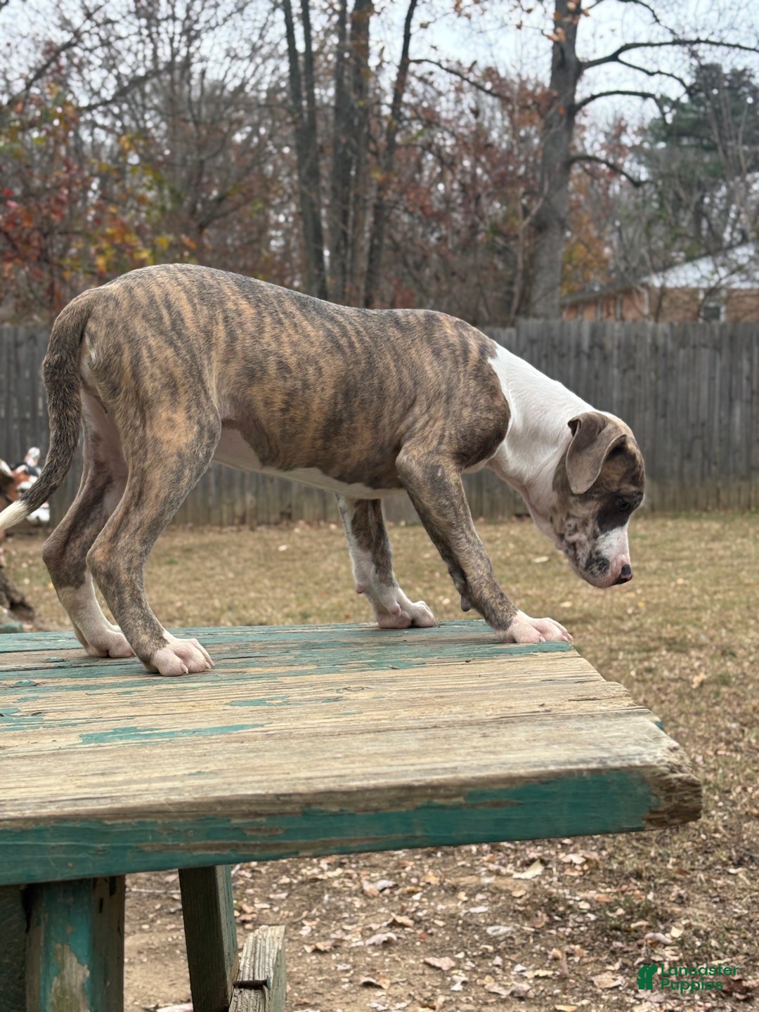 Mixed Breed dogs for sale: Zophia - Ad 2