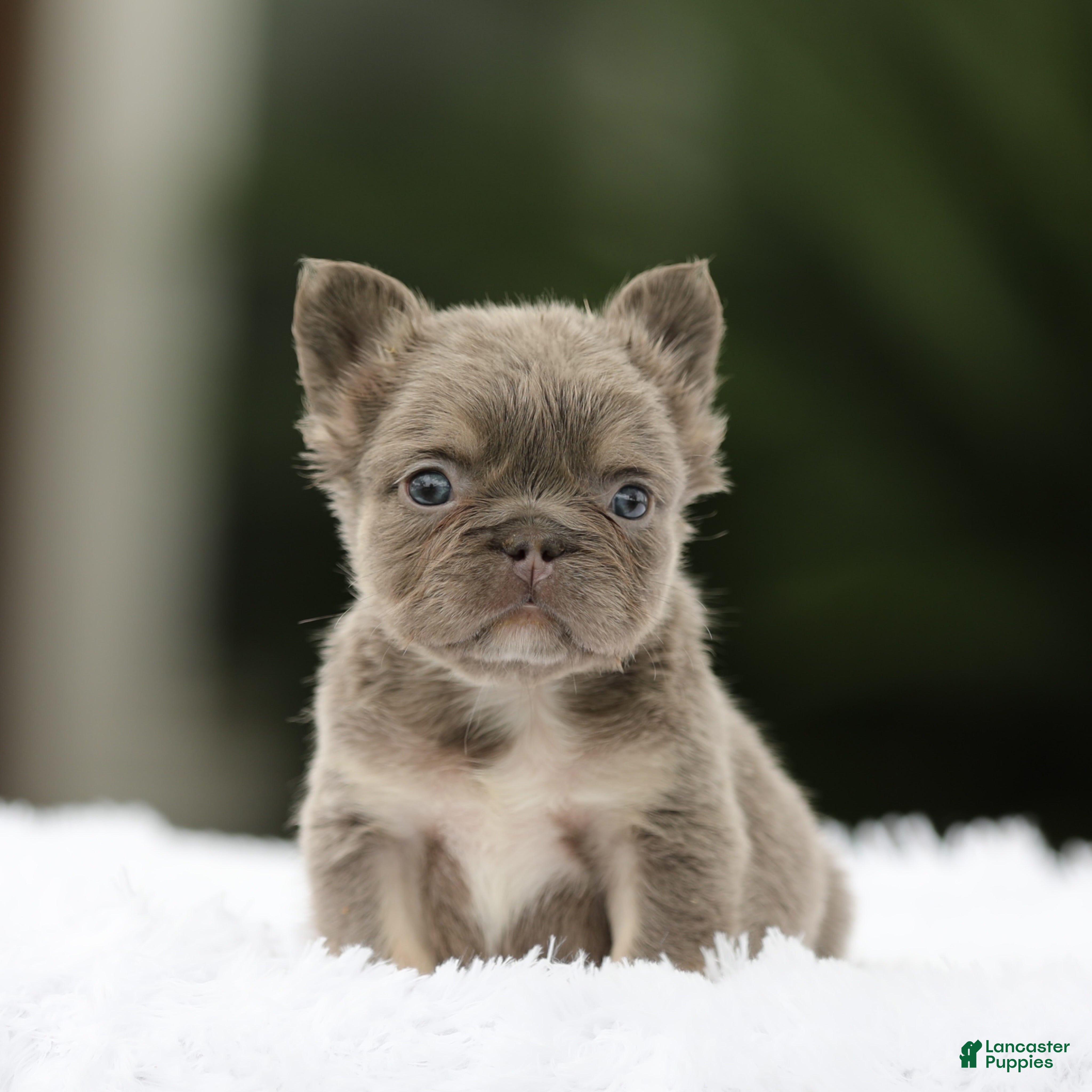 French Bulldog dogs French Bulldog Puppy 3 - Ad 38
