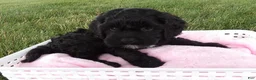 Cockapoo dogs for sale: Ravyn - Ad 2