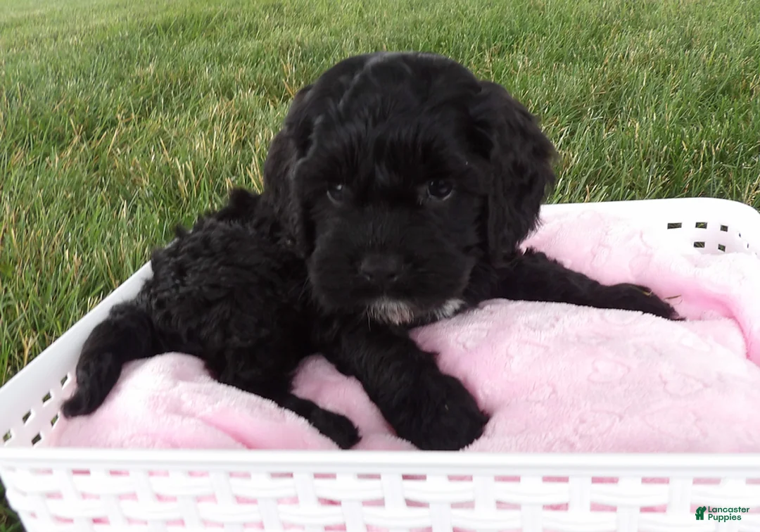Cockapoo dogs for sale: Ravyn - Ad 2