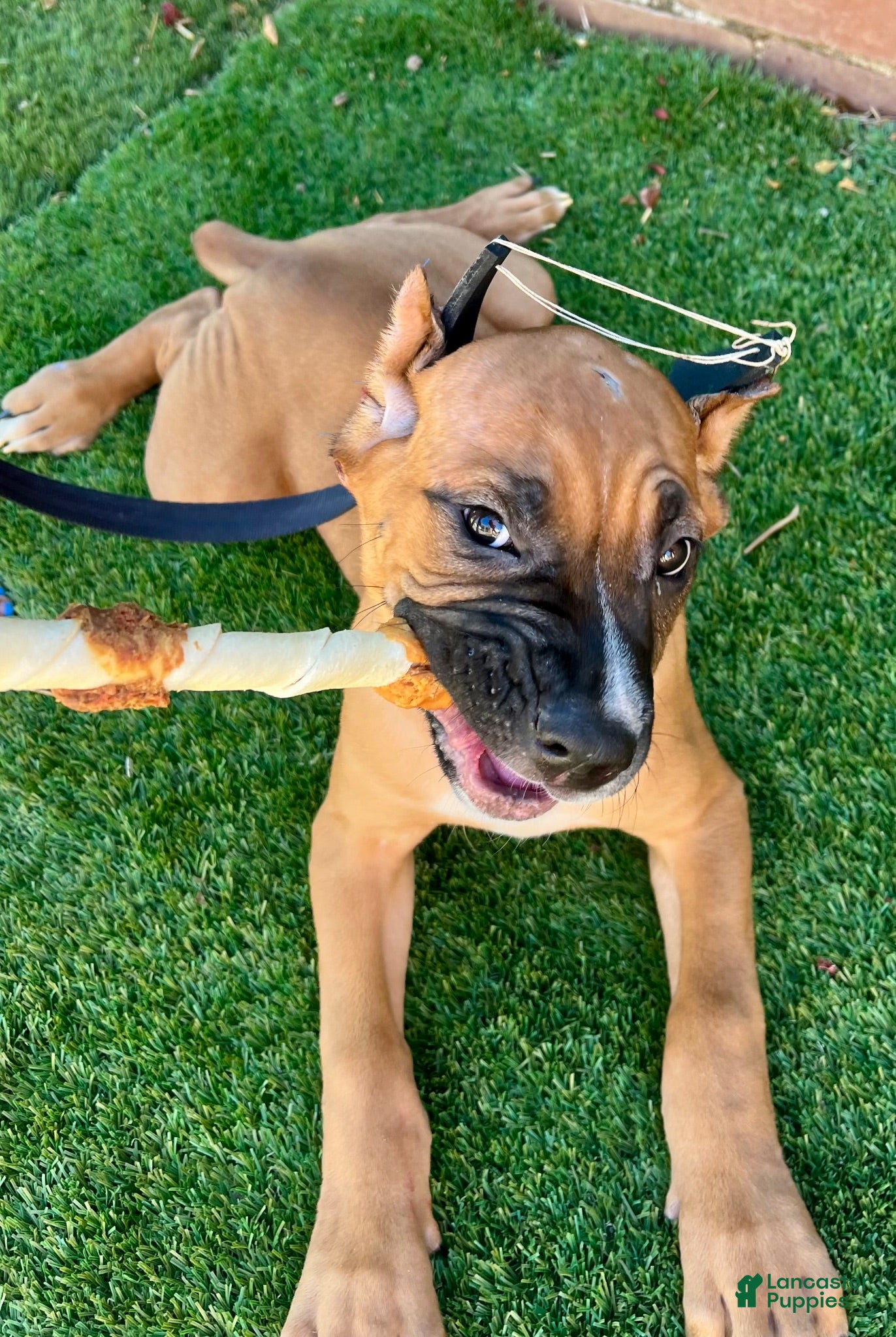 Cane Corso dogs Cane Corso 2 - Ad 2