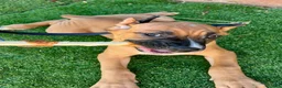 Cane Corso dogs for sale: Cane Corso 2 - Ad 2