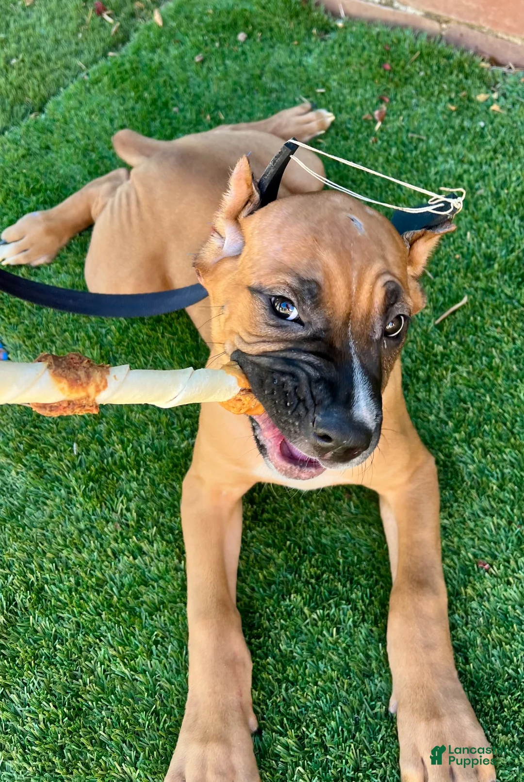 Cane Corso dogs for sale: Cane Corso 2 - Ad 2