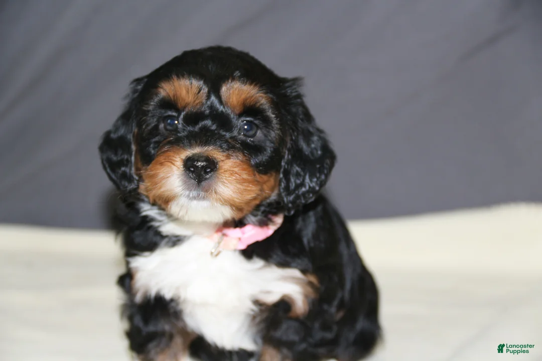 Mini Bernedoodle dogs for sale: Daisy - Ad 1