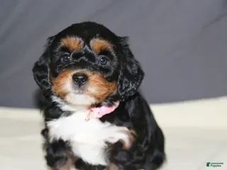 Mini Bernedoodle dogs Daisy - Ad 42