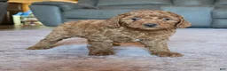 Miniature Poodle dogs for sale: Mini Lilly - Ad 12