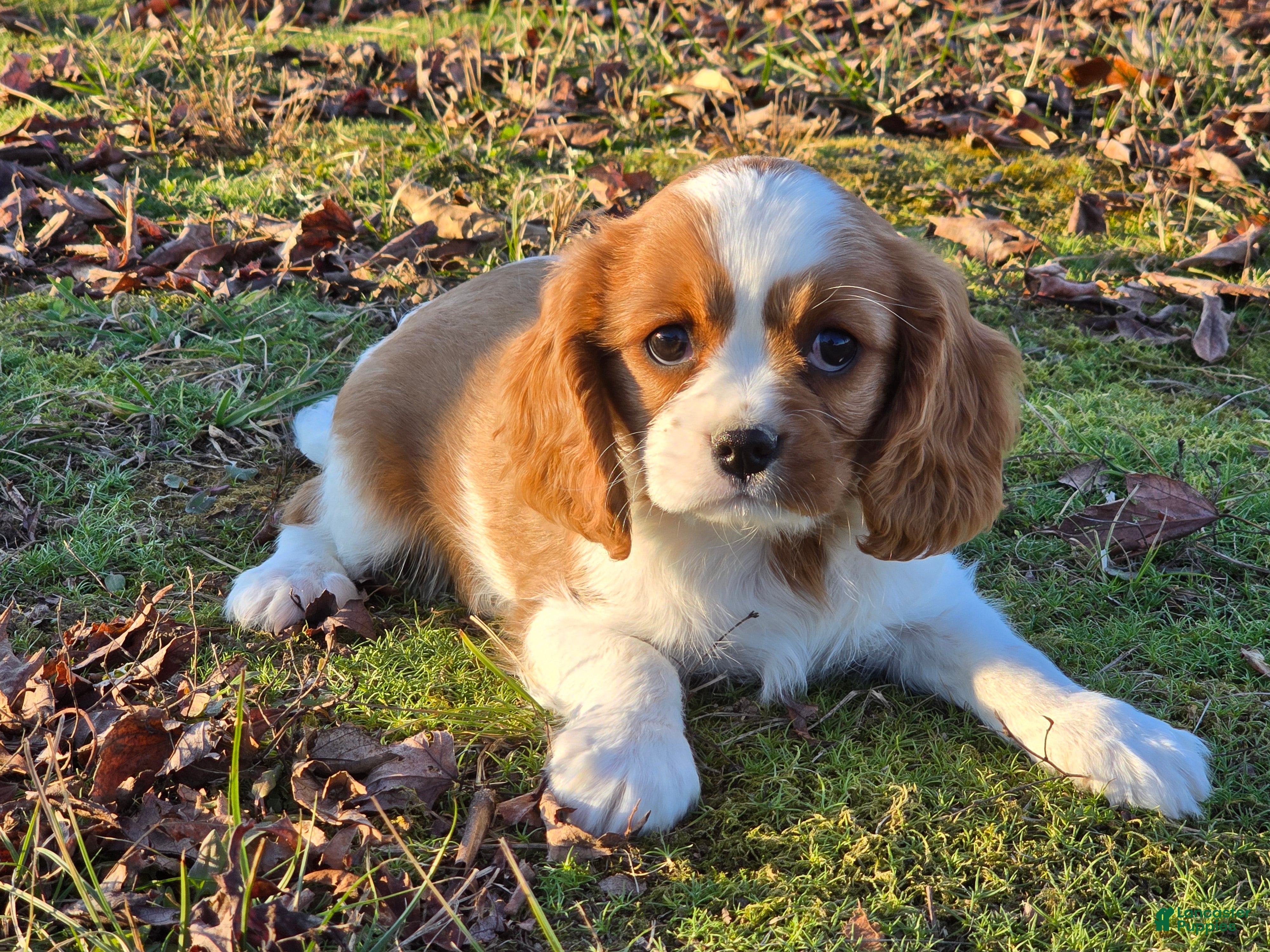 Cavalier King Charles Spaniel dogs Saphire Female pup - Ad 1