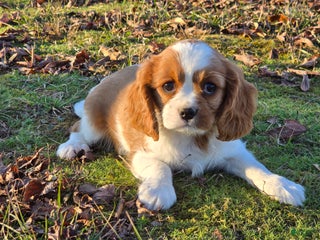 Cavalier King Charles Spaniel dogs Saphire Female pup - Ad 1