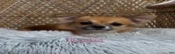 Chihuahua dogs for sale: Fern - Ad 6