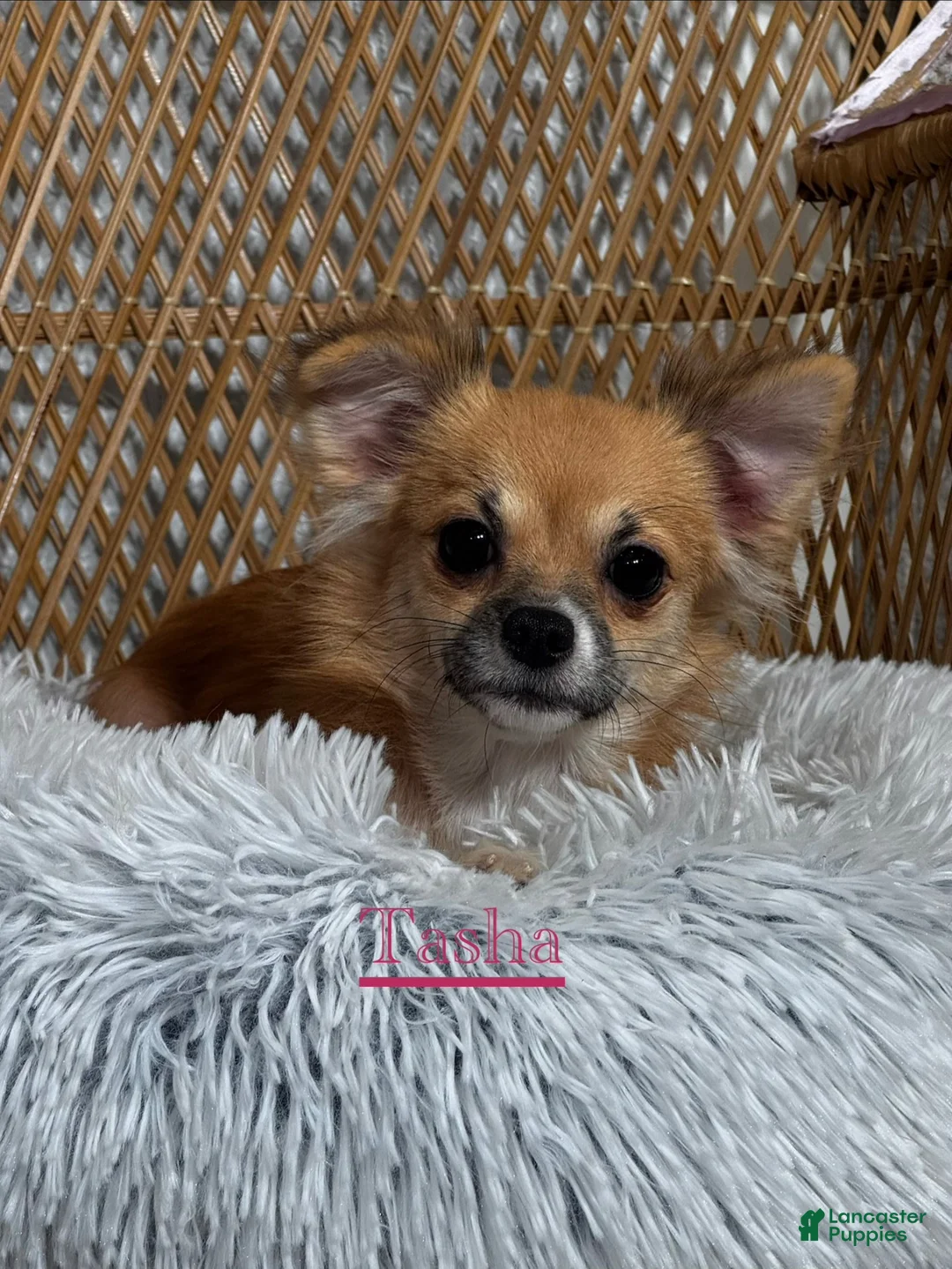 Chihuahua dogs for sale: Fern - Ad 6